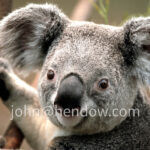 20080211-Koala
