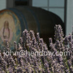 Lavender - Walla Walla, Washington 7/26/2008