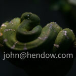 Emerald Tree Python at Woodland Park Zoo - Seattle, Washington 2